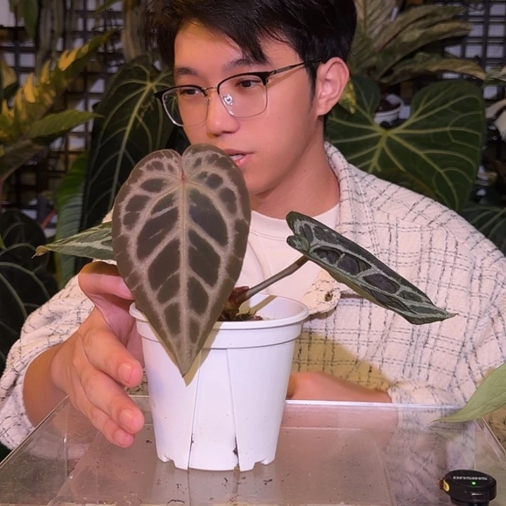 完全开放L103 SKG银杂紫铜