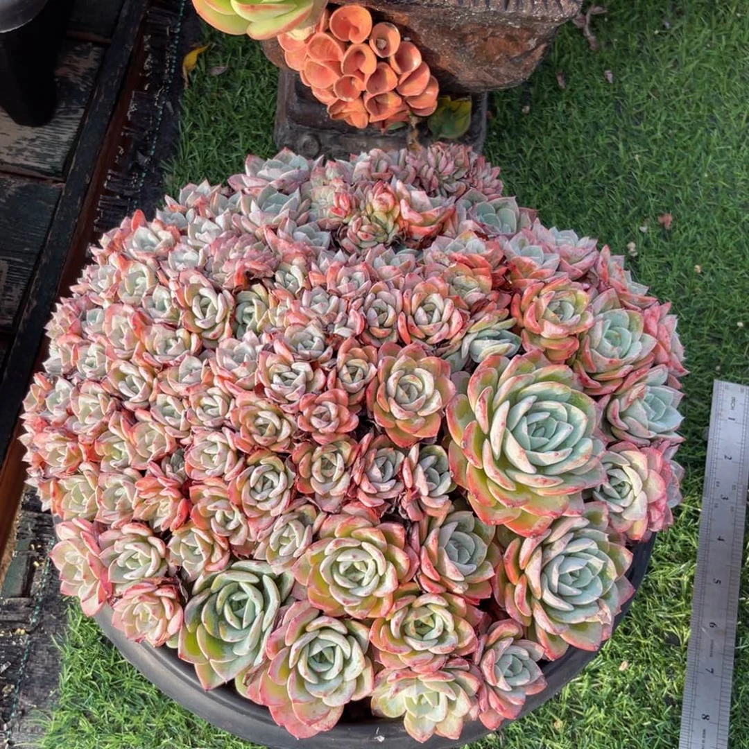 原始海棠花一物一拍