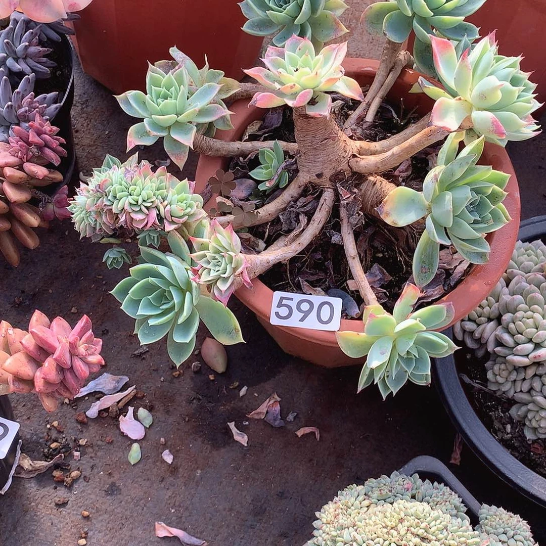 590三色堇 一物一拍多肉