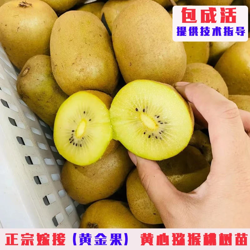嫁接黄金果猕猴桃树果苗新西兰黄心奇异果树苗盆栽南北方地栽种植