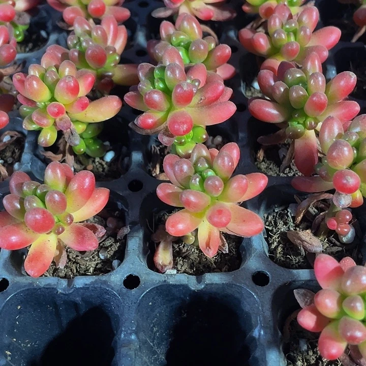 小普通红之玉1元带土