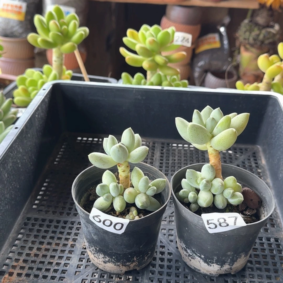 ༊****600 587号 一物一拍 一物一拍