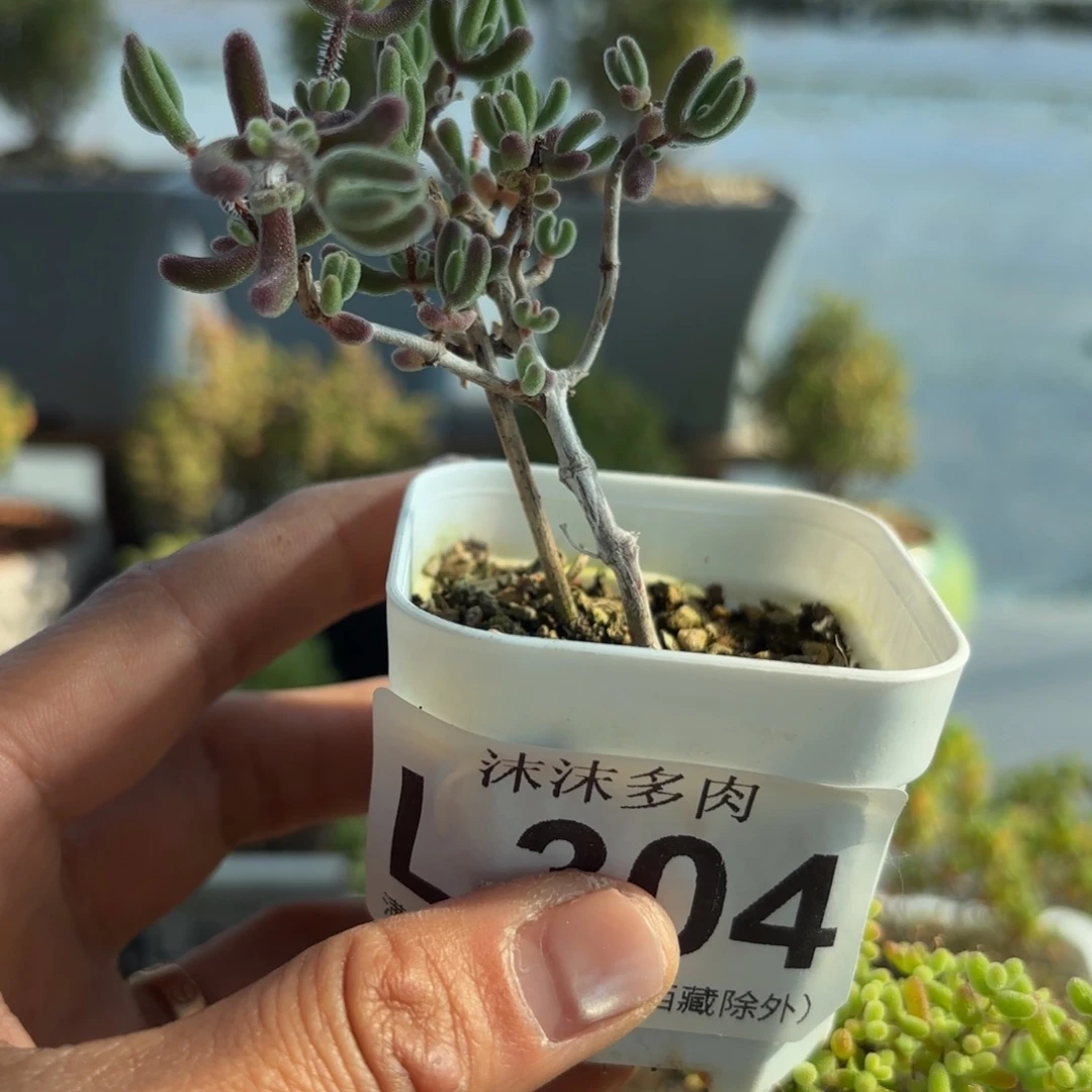 2***3204红叶枝干番福利