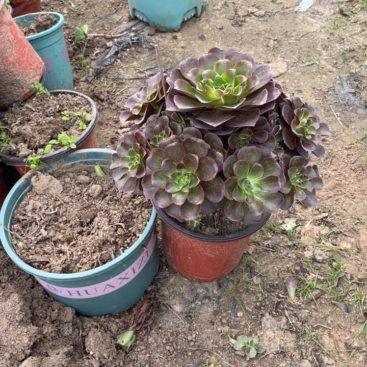 66魅金多肉多肉植物