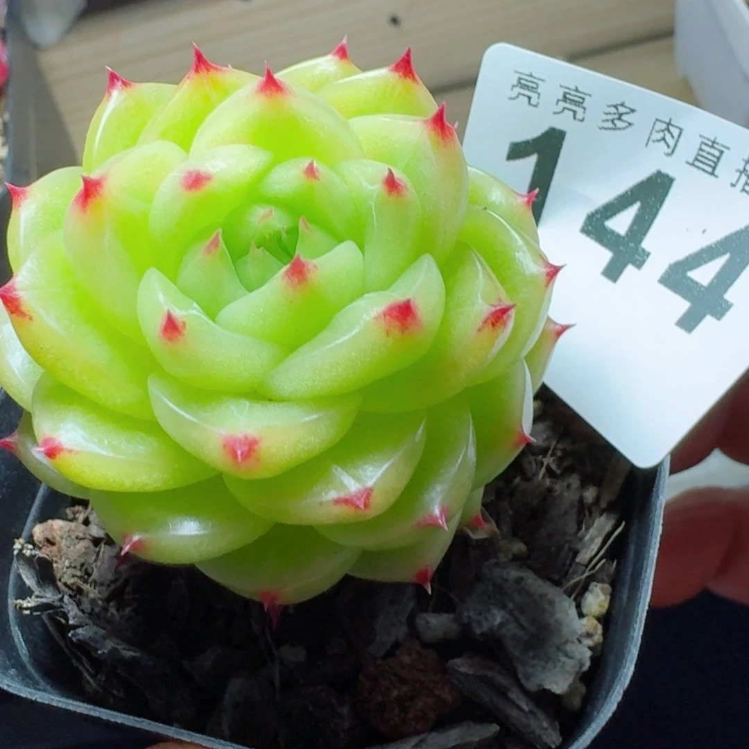 杜若      愿你一路坦途，乘风破浪展宏图