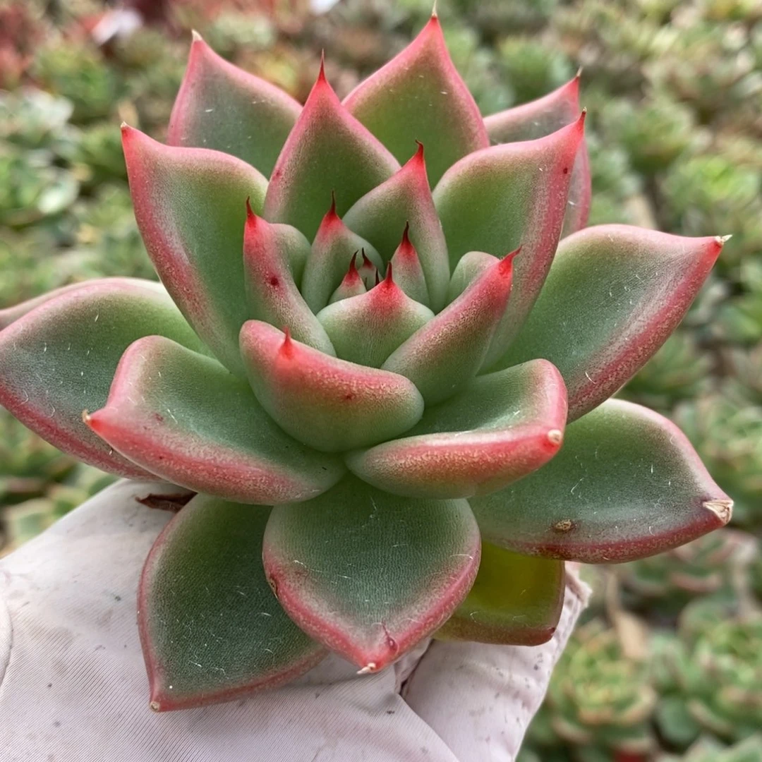 无花朵318号东云系多肉植物