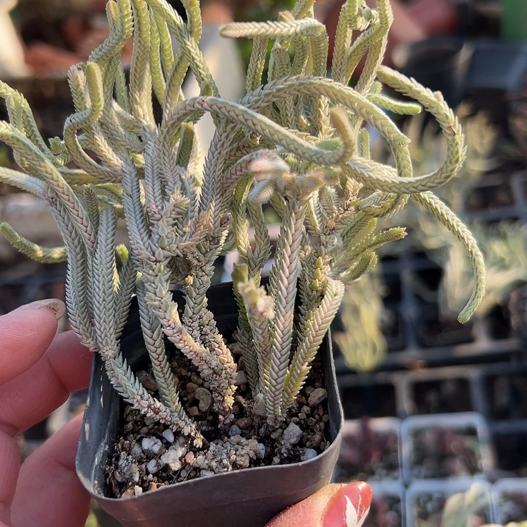 多肉植物小青龙群