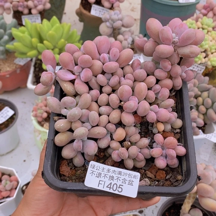 桃蛋有砍不包整13cm405多肉植物