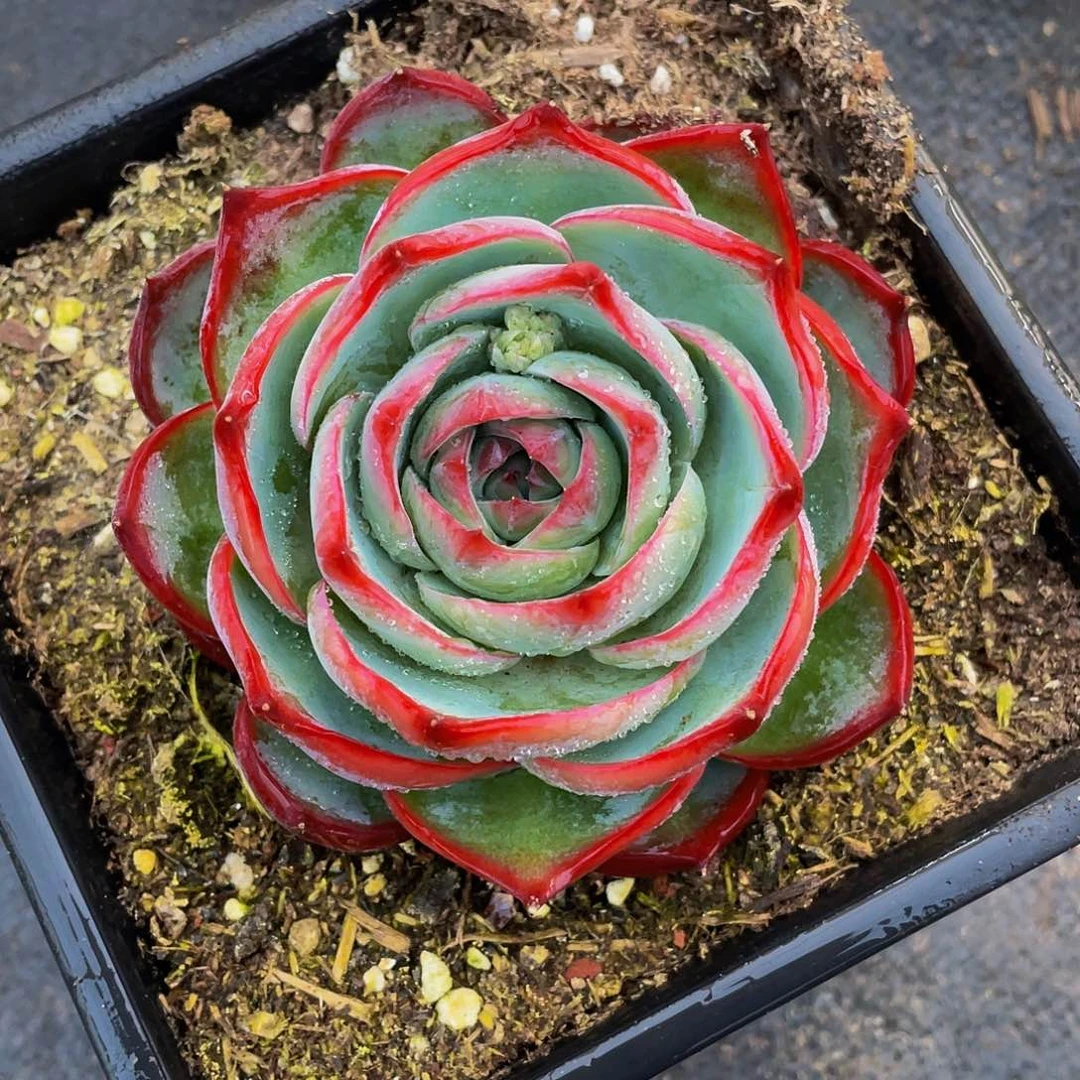 简**光惊鸿仙子多肉植物