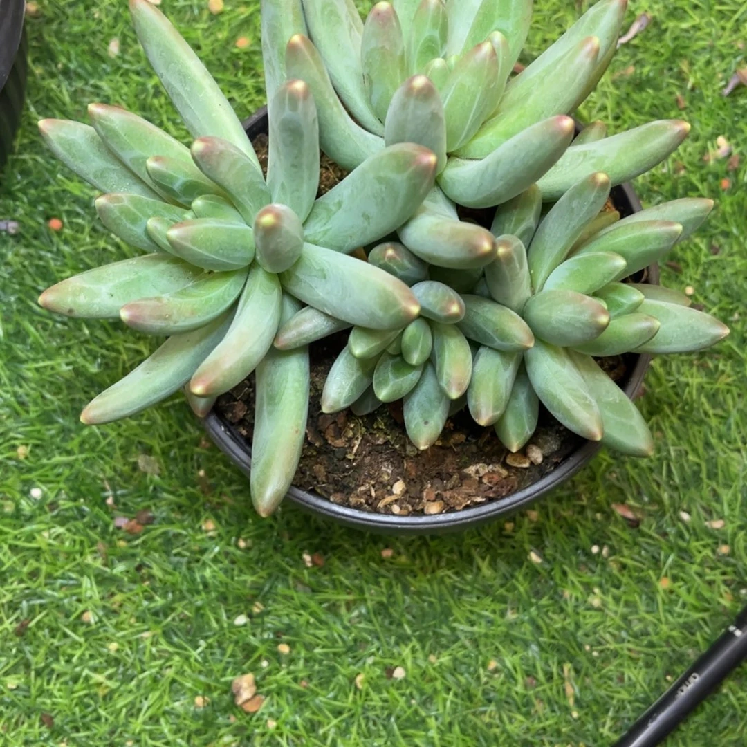 ****后卡布奇诺脱土发货，，，