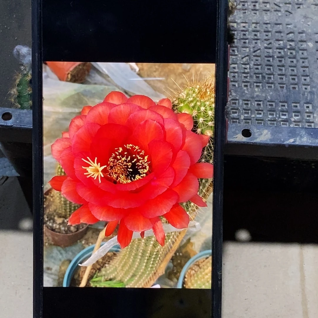 毛 红星侧芽歪5公分