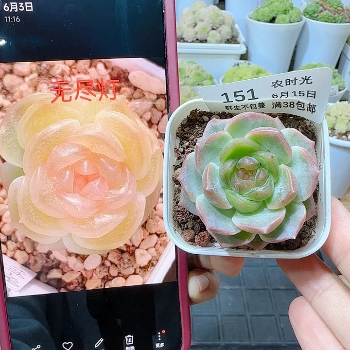 闪购商品0615-151无尽灯