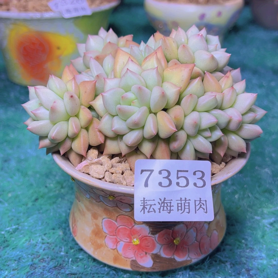 象牙7353多肉植物