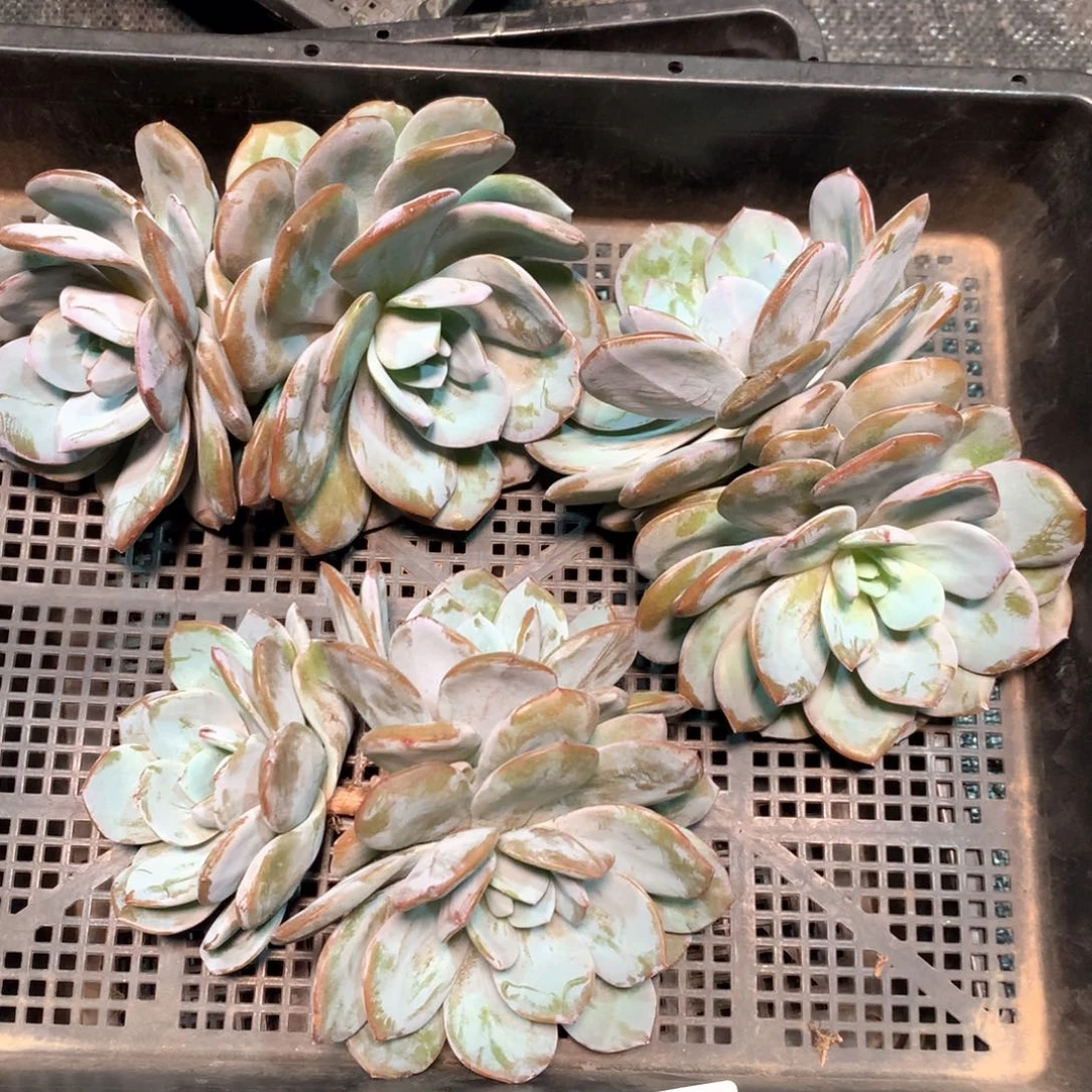 #327不拍冷链不售后。