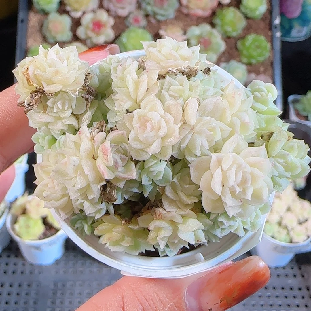 1106-242麦秆优选不包整