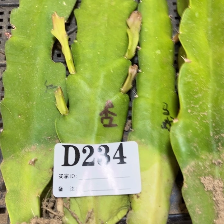 当前无花栽培后可以开花234