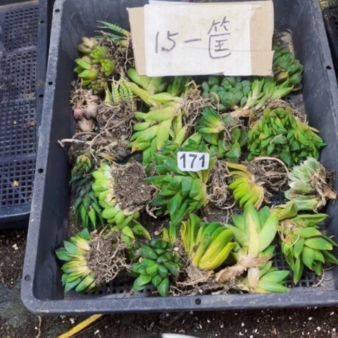 171丑雨露一东北不拍货