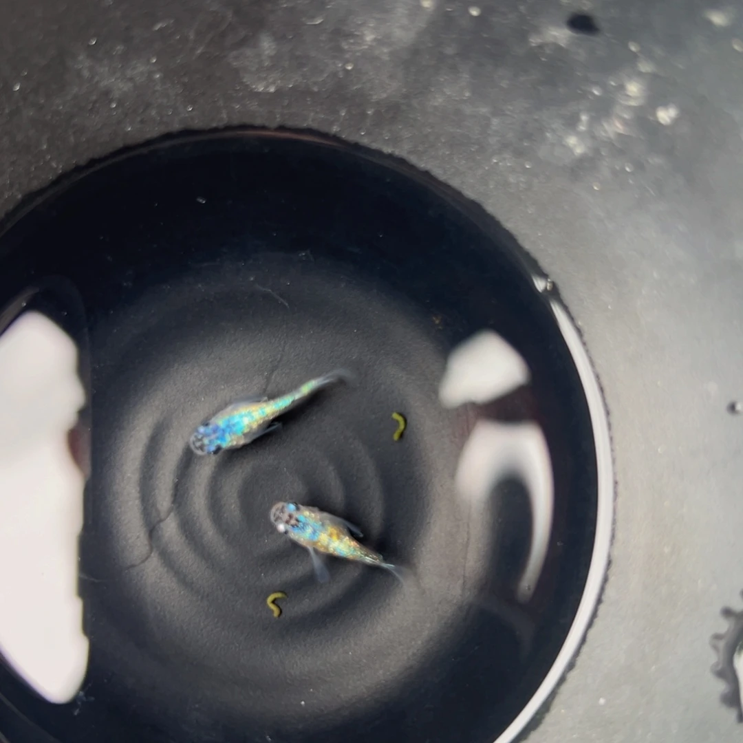 青鳉海王星球一对