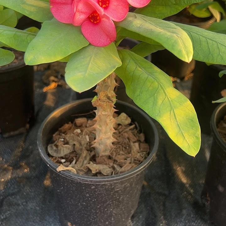 泰品扦插一物一拍