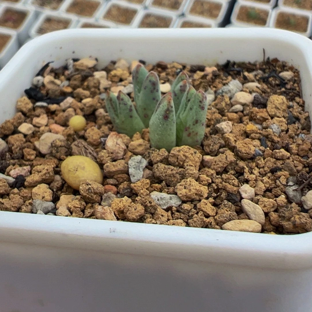 小***.452多肉植物种类和