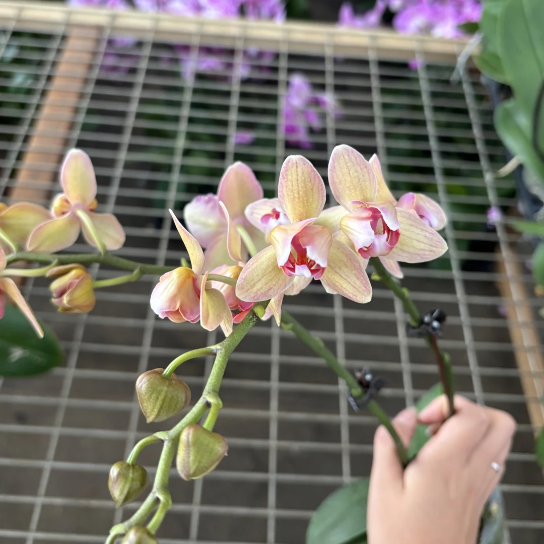 蝴蝶兰——变异橘子水晶(任意两颗包邮只拍一颗发苗)