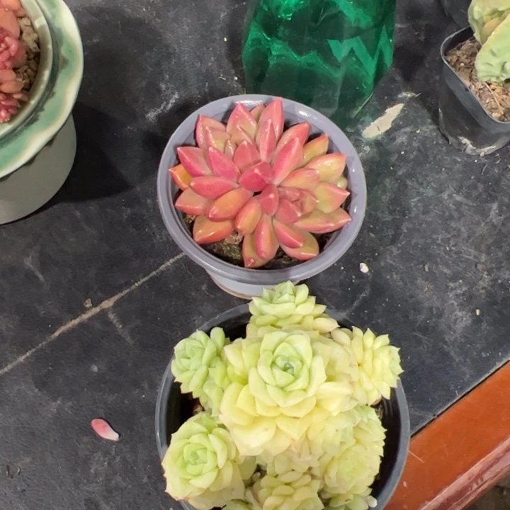 新疆包邮 白天鹅+迷雾泡泡