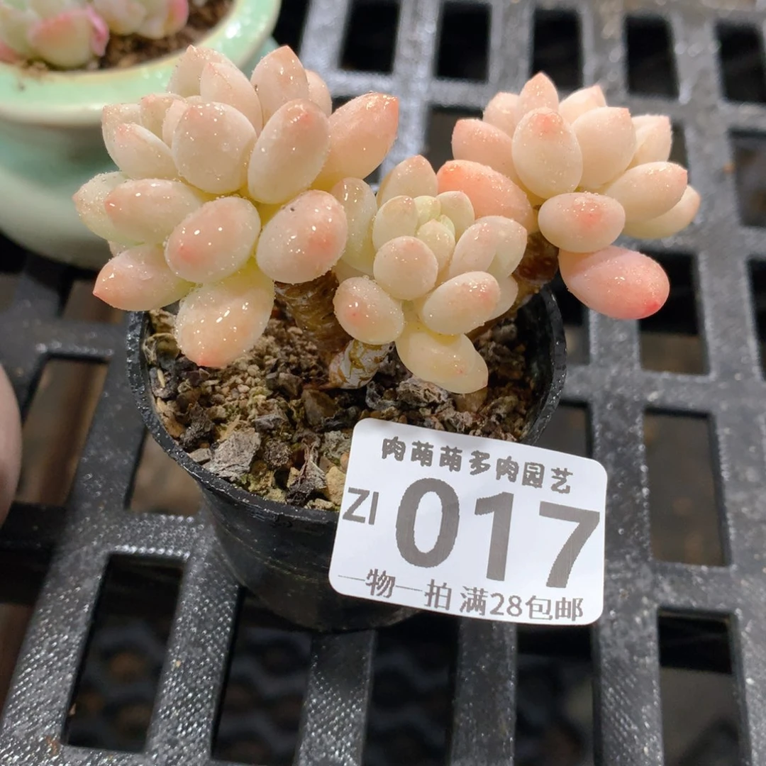 肉萌萌拇指盆精控多肉ZI017