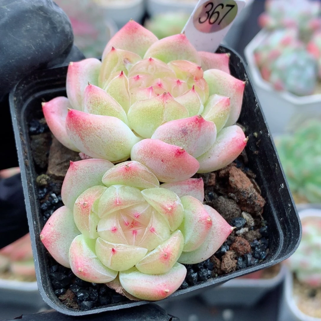 58包邮  群生不包整367