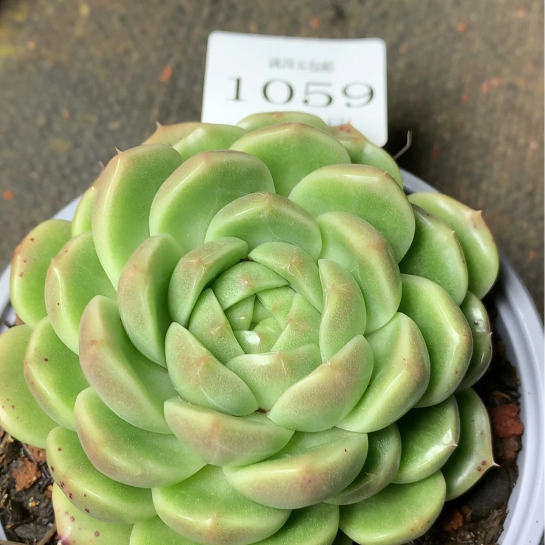 【闪购商品】云1059