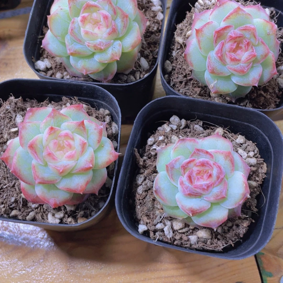 1000号 小花朵冰透珍妮单头一个