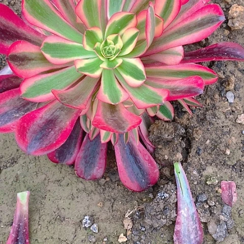 用****笑0003美杜莎多肉植物