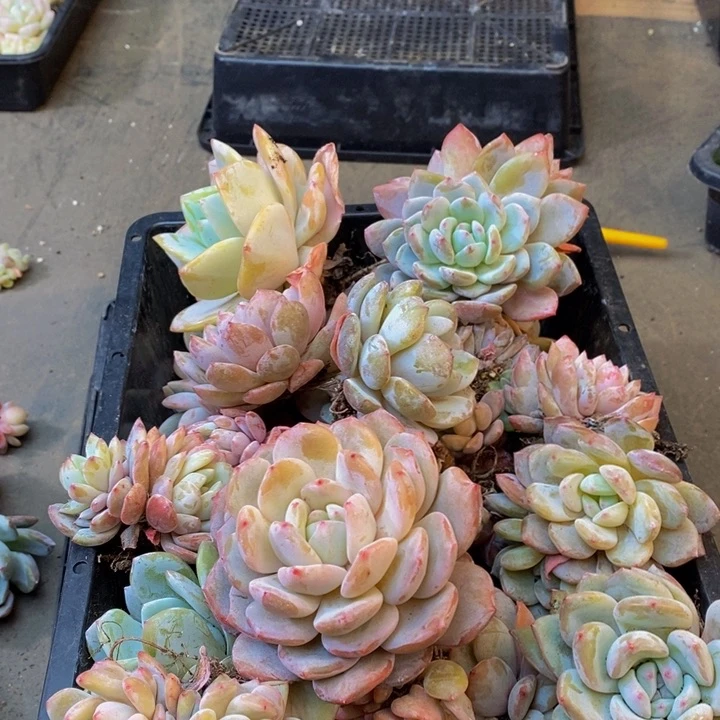 038多肉植物保护研究所所长助理研究员