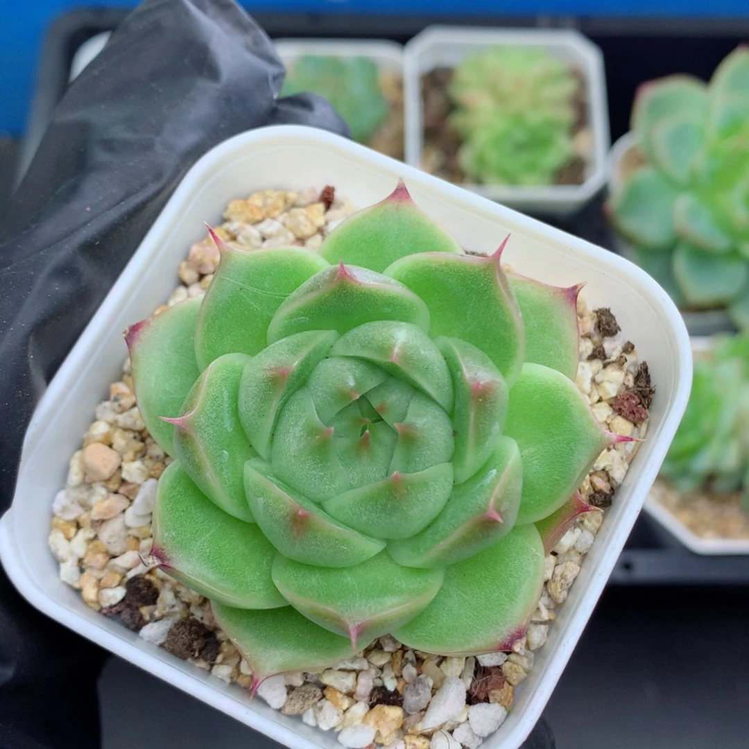 58包邮  群生不包整麦秆43