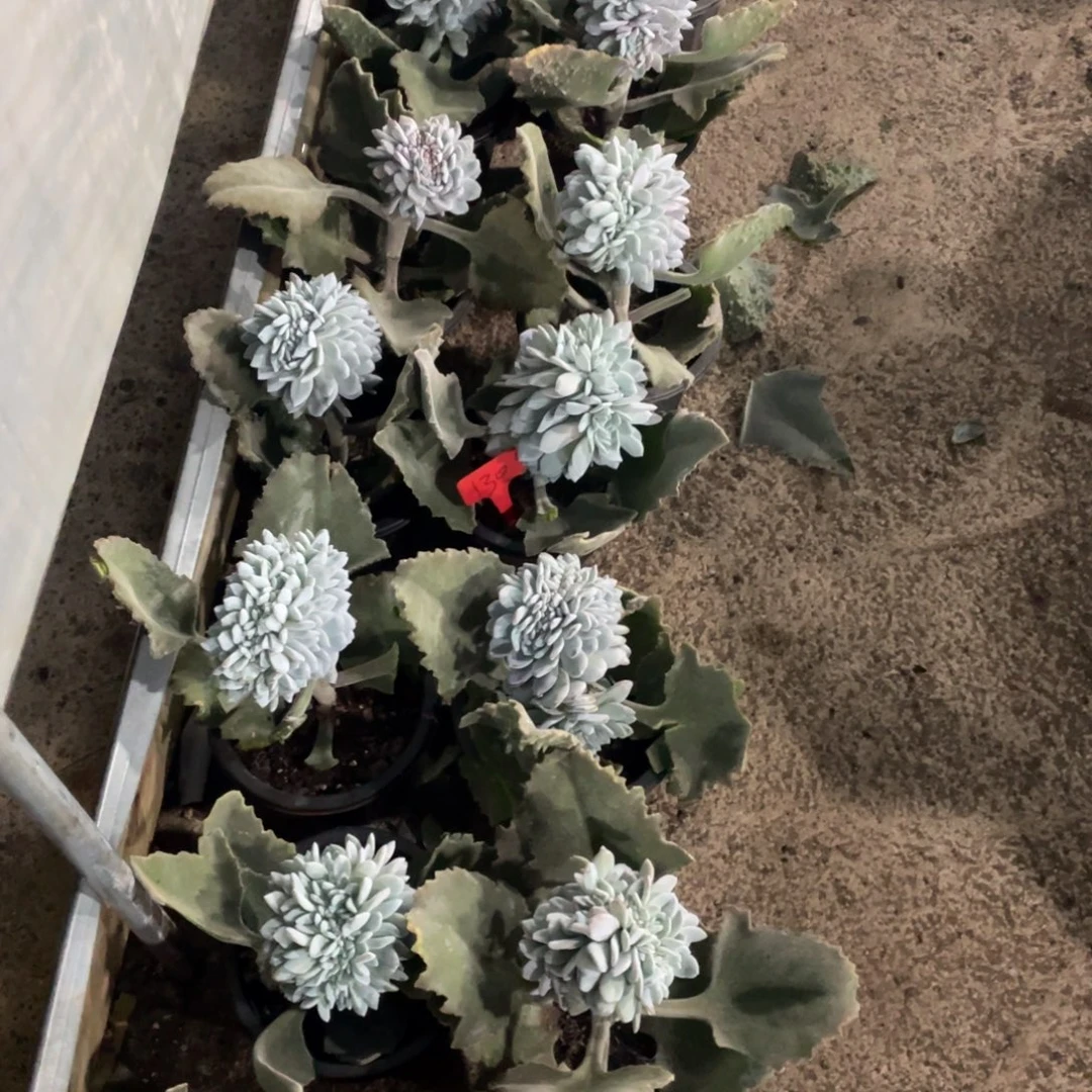 130号糖心雪天使23个