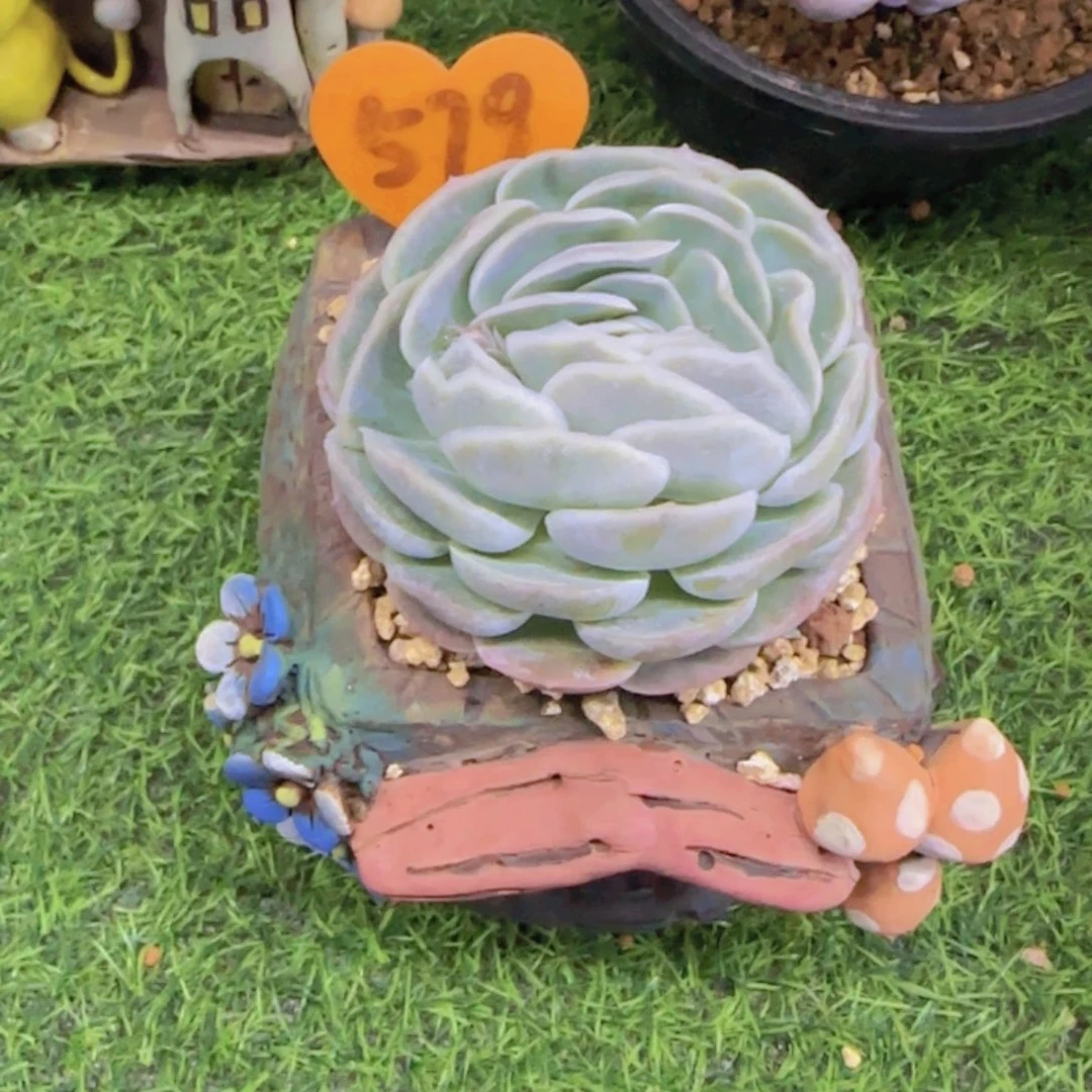 大**潘579多肉植物一物一拍