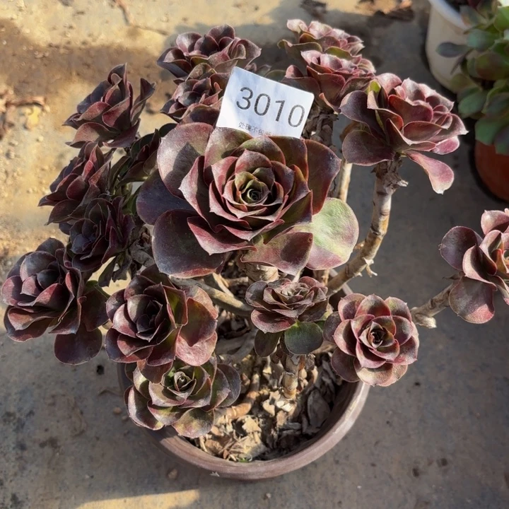 魅金玫瑰多肉处理不包断头3010