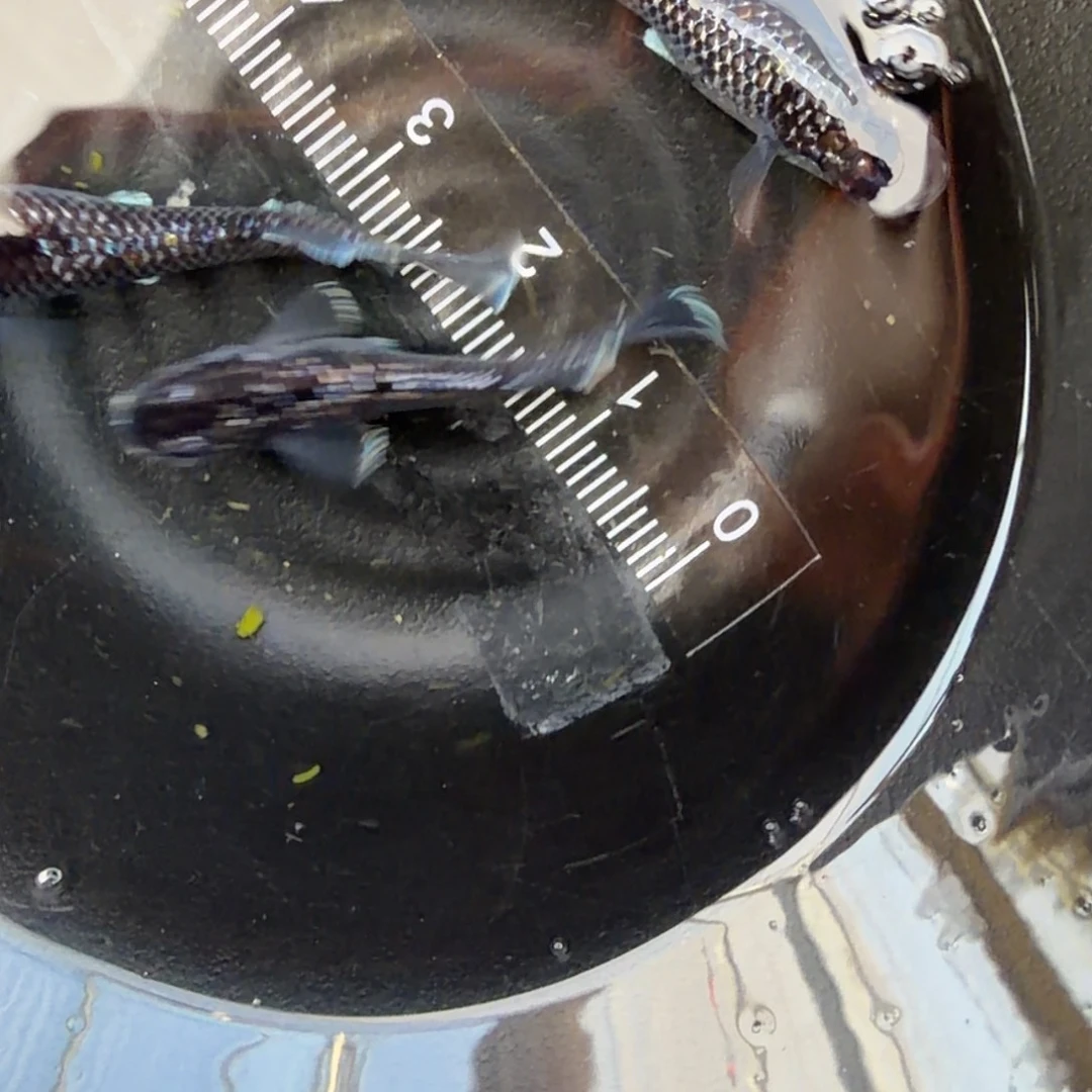 青鳉鱼观背青鳉24