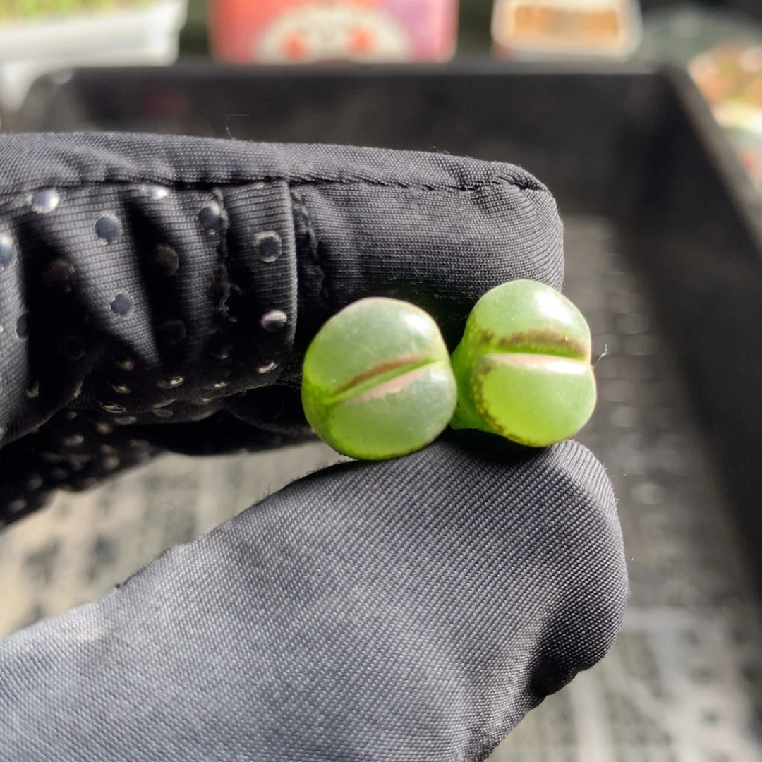 阿006粉红女郎两颗