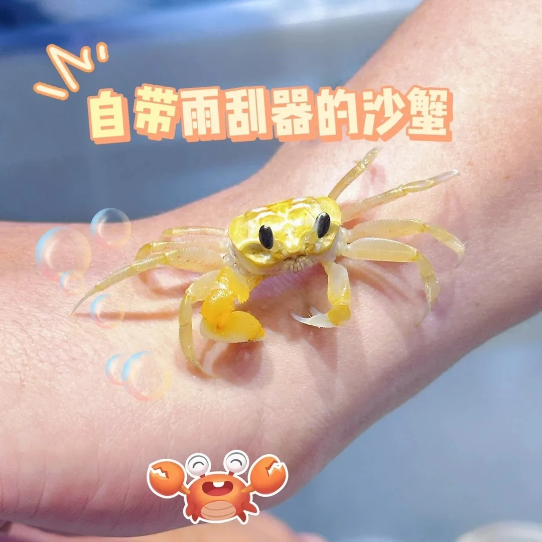 沙蟹萌萌可爱水族观赏蟹宠物中华沙蟹螃蟹宠物寄居蟹大眼萌螃蟹