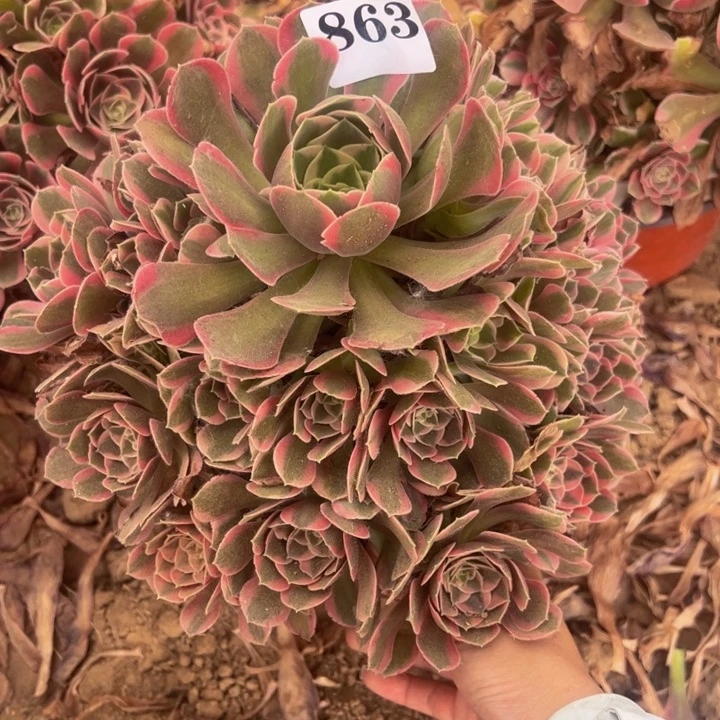 粉女郎多肉植物863.