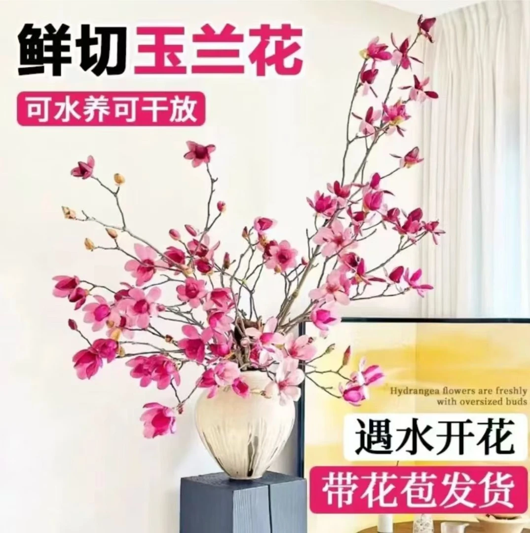 【调性年宵花】玉兰花鲜枝带花苞水培植物室内好养易活森系植物
