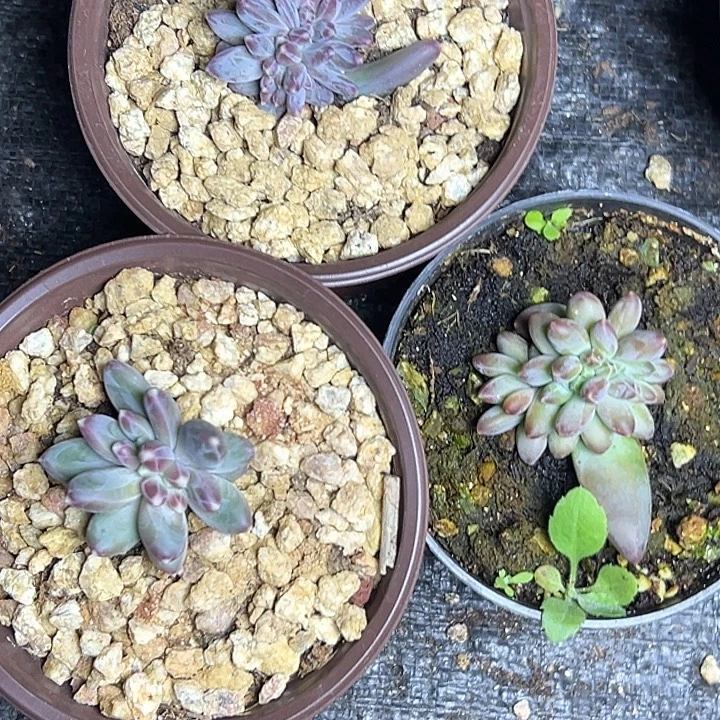 3***儿3盆缀特价寄养多肉