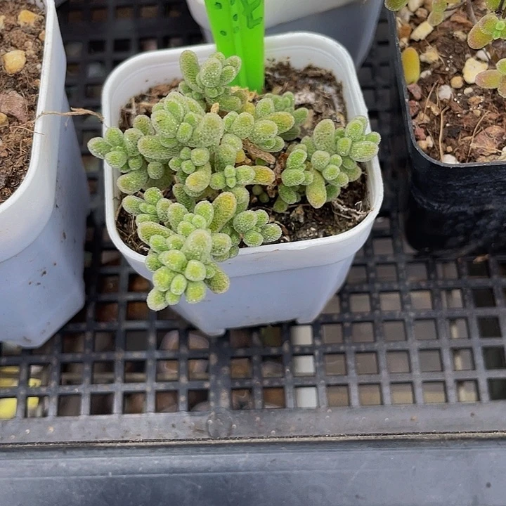 冰晶枝干5.8带盆土发