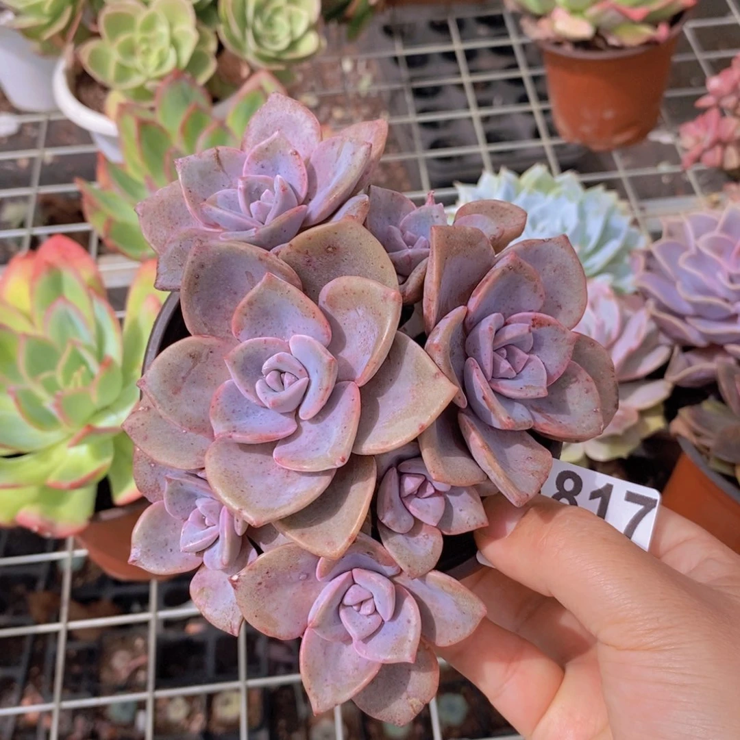 白***云817彩虹糖一物一拍