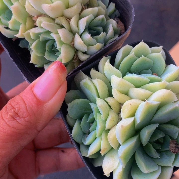 白月影 群 （满9.99包邮不满9.99发叶子）