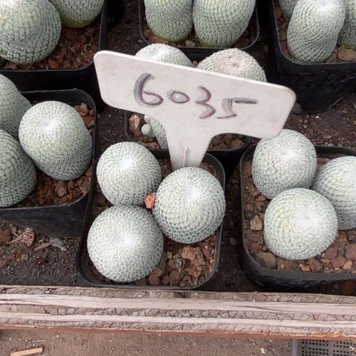 易***香完全开放6035自根三颗月世界