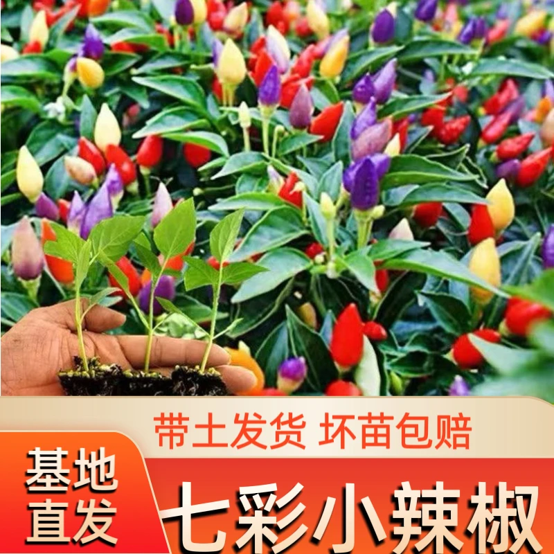 [七彩小辣椒苗]高产矮生七彩辣椒泡椒甜椒苗四季庭院阳台观赏食用