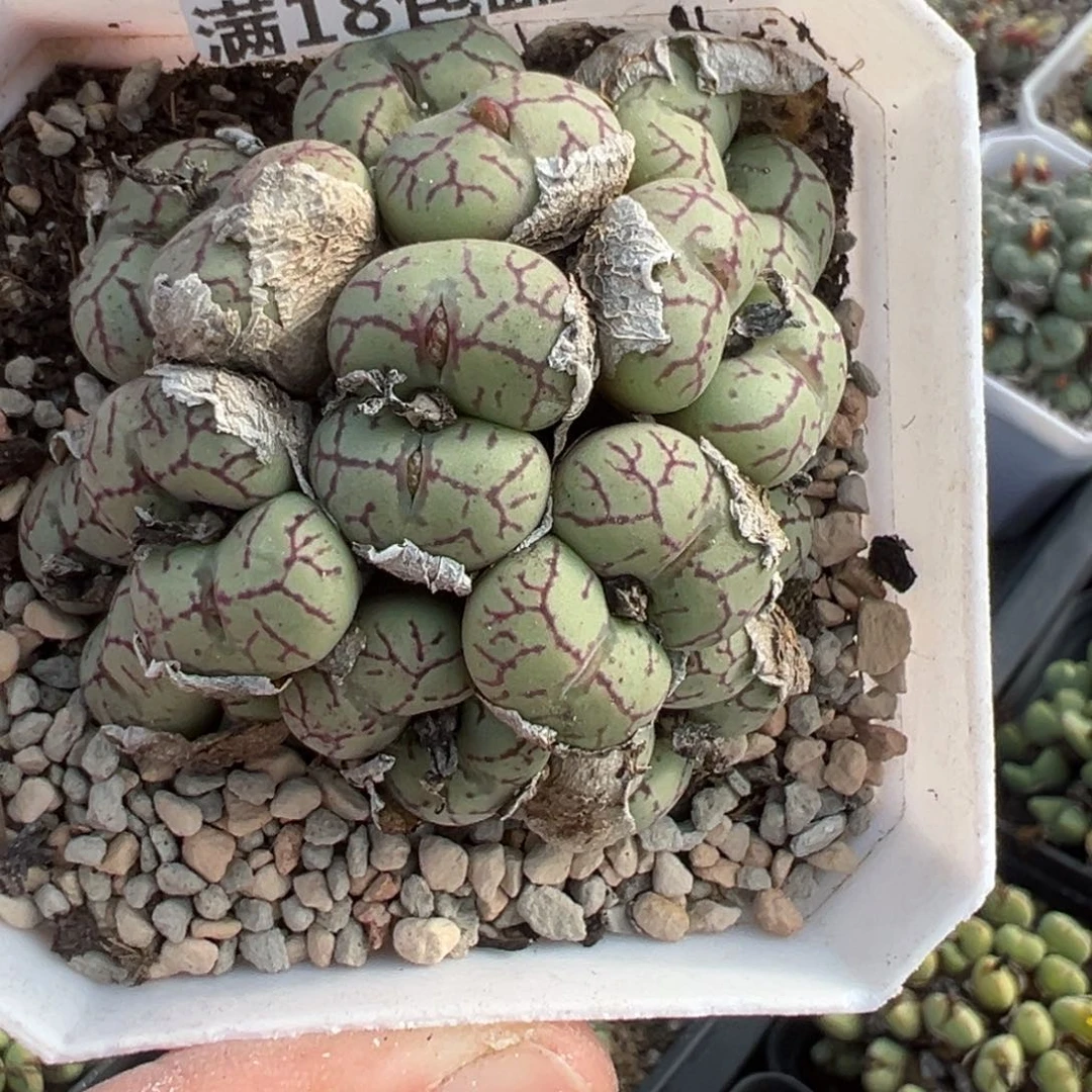 【闪购商品】?****?006。