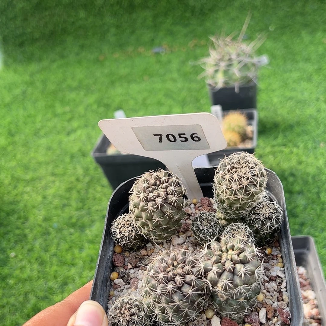 7056 龙爪属实生裸根发货