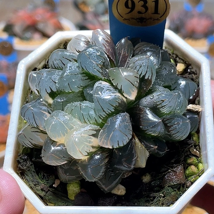 931 恭喜發財養花暴富
